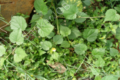 Sida cordata